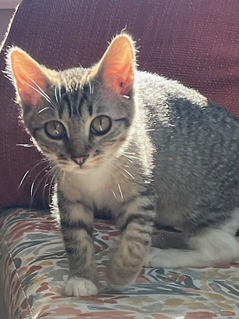 Enlarge Suzie, a Adoptable Domestic Short Hair in Fort Collins, CO image 2/2