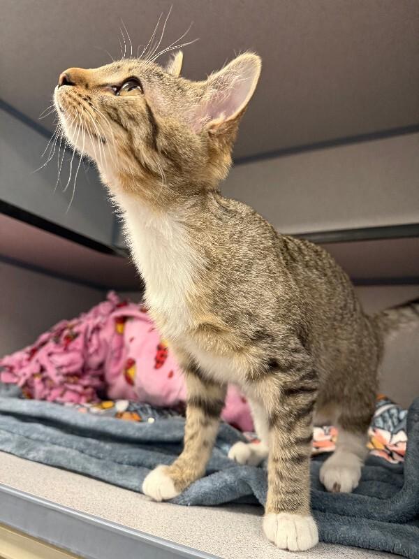Enlarge Suzie, a Adoptable Domestic Short Hair in Fort Collins, CO image 1/6