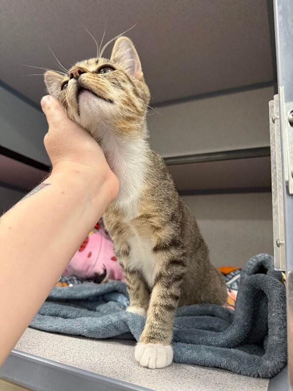 Enlarge Suzie, a Adoptable Domestic Short Hair in Fort Collins, CO image 3/6