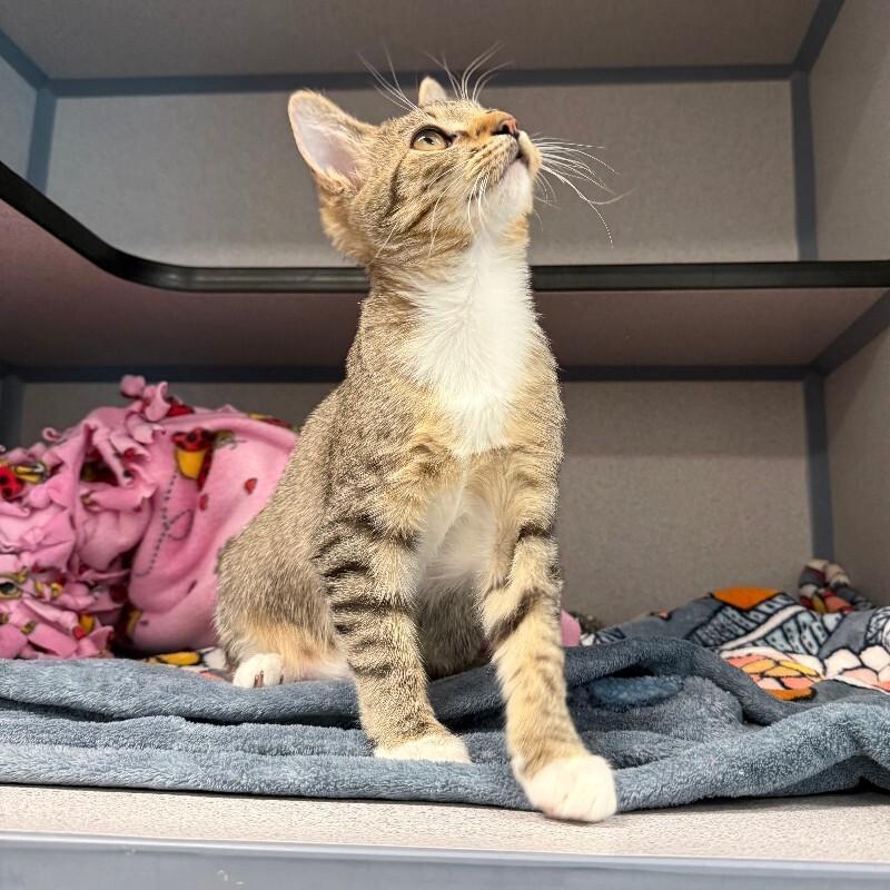 Enlarge Suzie, a Adoptable Domestic Short Hair in Fort Collins, CO image 4/6
