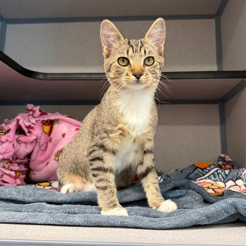 Enlarge Suzie, a Adoptable Domestic Short Hair in Fort Collins, CO image 5/6