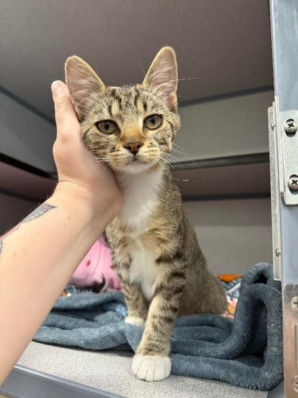 Enlarge Suzie, a Adoptable Domestic Short Hair in Fort Collins, CO image 6/6
