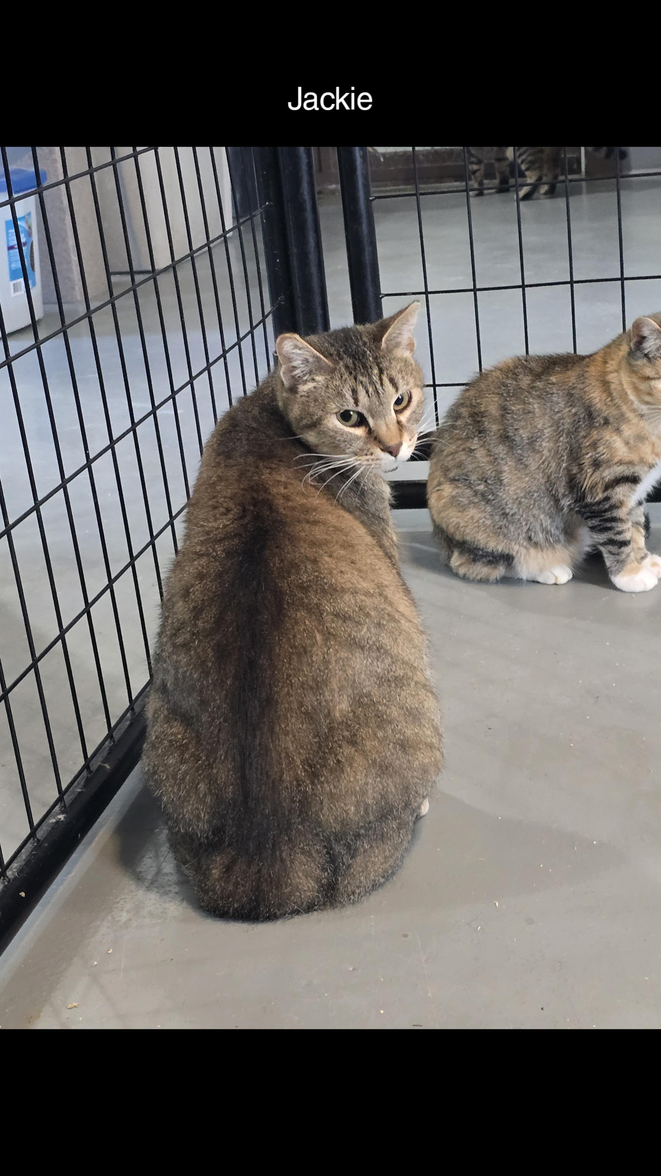 Enlarge Jackie, a Adoptable Domestic Short Hair in Iowa Falls, IA image 1/1