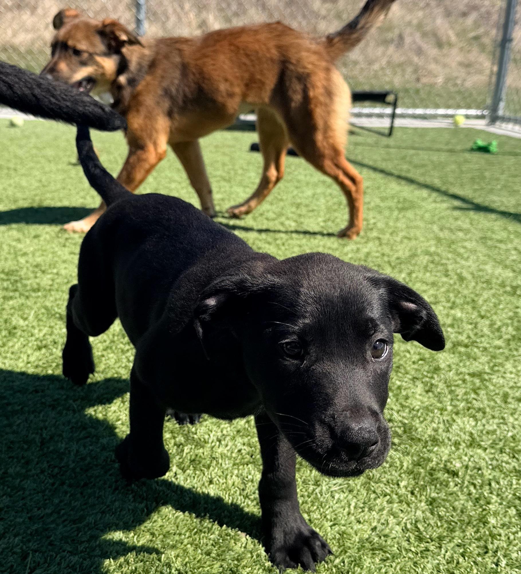 Grumpy, Adoptable, Puppy Male German Shepherd Dog.