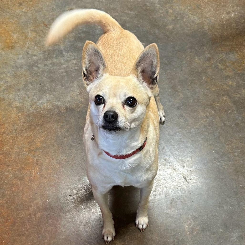 Enlarge Lola, a Adoptable mixed breed in Richmond, VA image 2/2