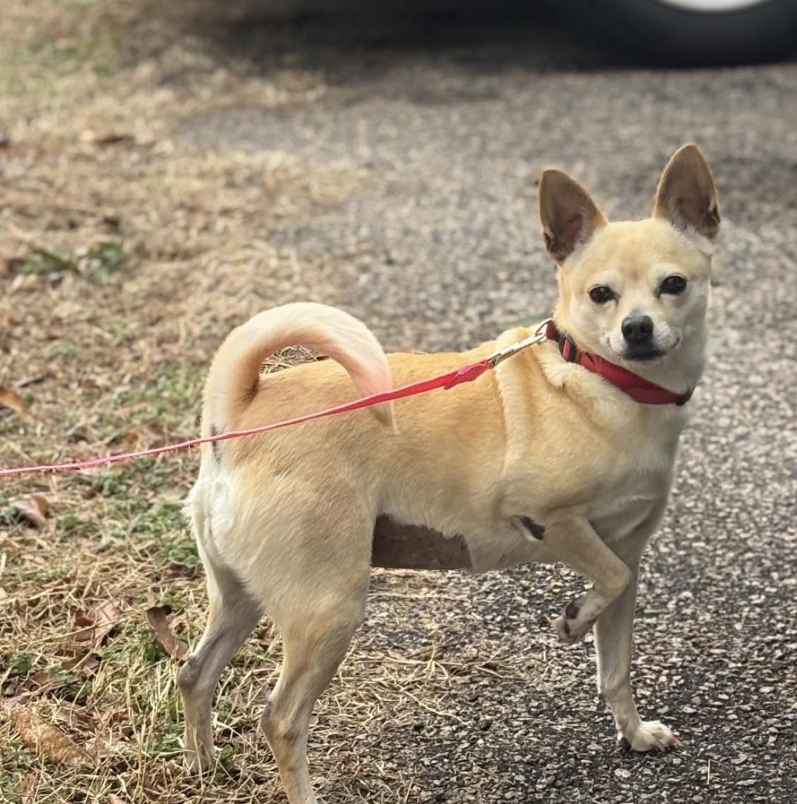 Enlarge Lola, a Adoptable mixed breed in Richmond, VA image 1/2