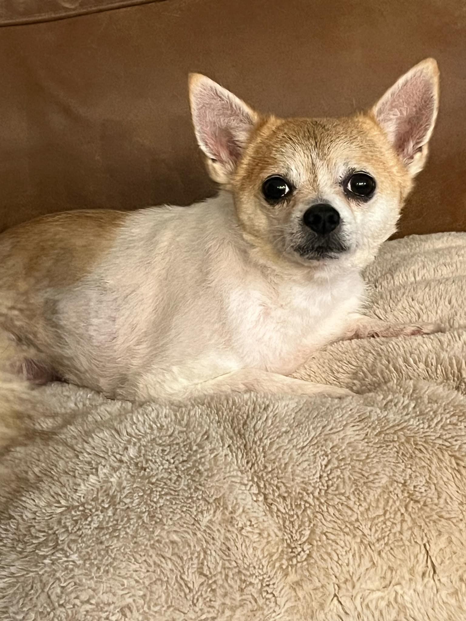 Hailee, Adopted, Adult Female Pomeranian & Chihuahua.