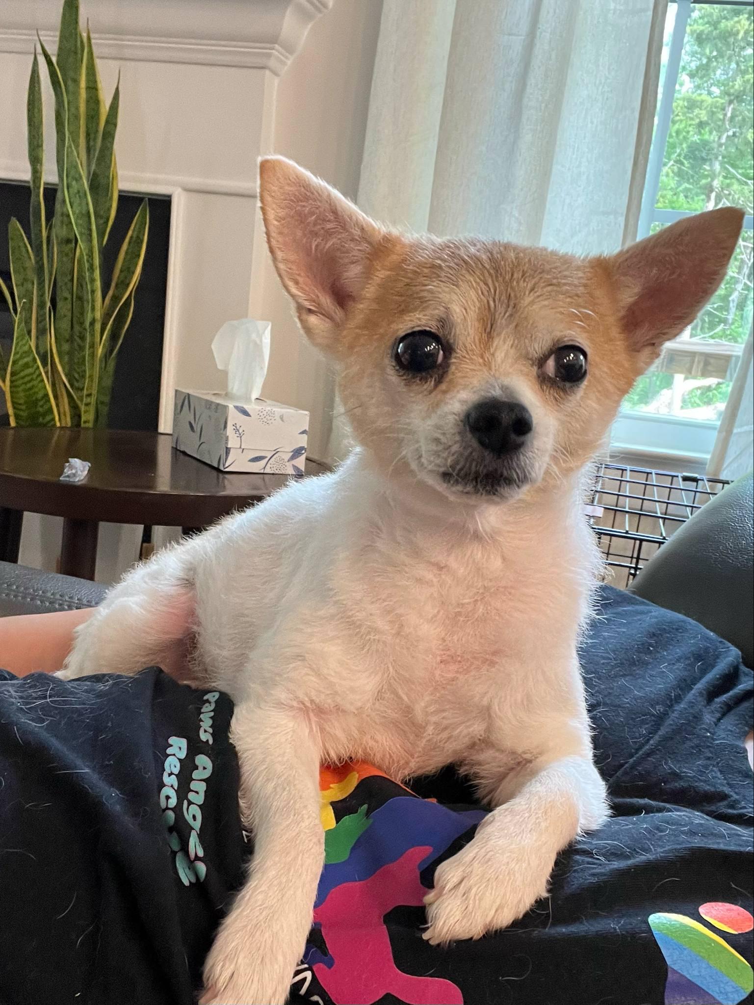 Hailee, a Adopted mixed breed in Antioch, TN image 2/2