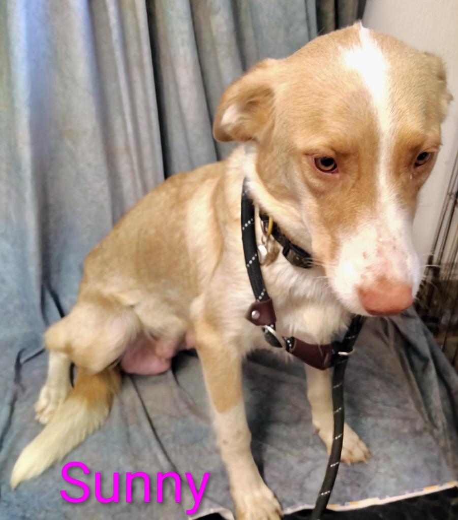 Enlarge Sunny, a Adoptable mixed breed in Mena, AR image 1/1