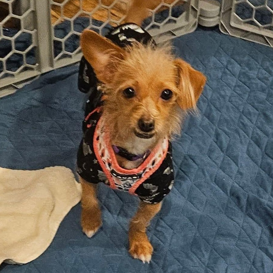 Daisy, a Adoptable mixed breed in Kentwood, MI image 1/3