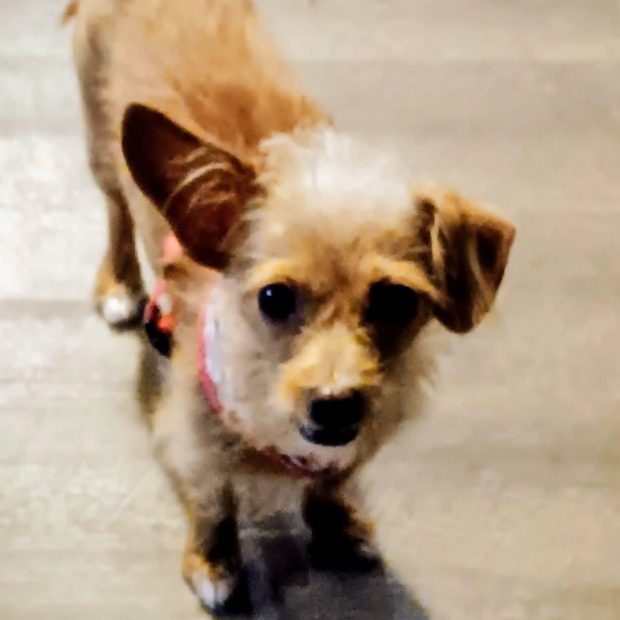 Daisy, a Adoptable mixed breed in Kentwood, MI image 2/3