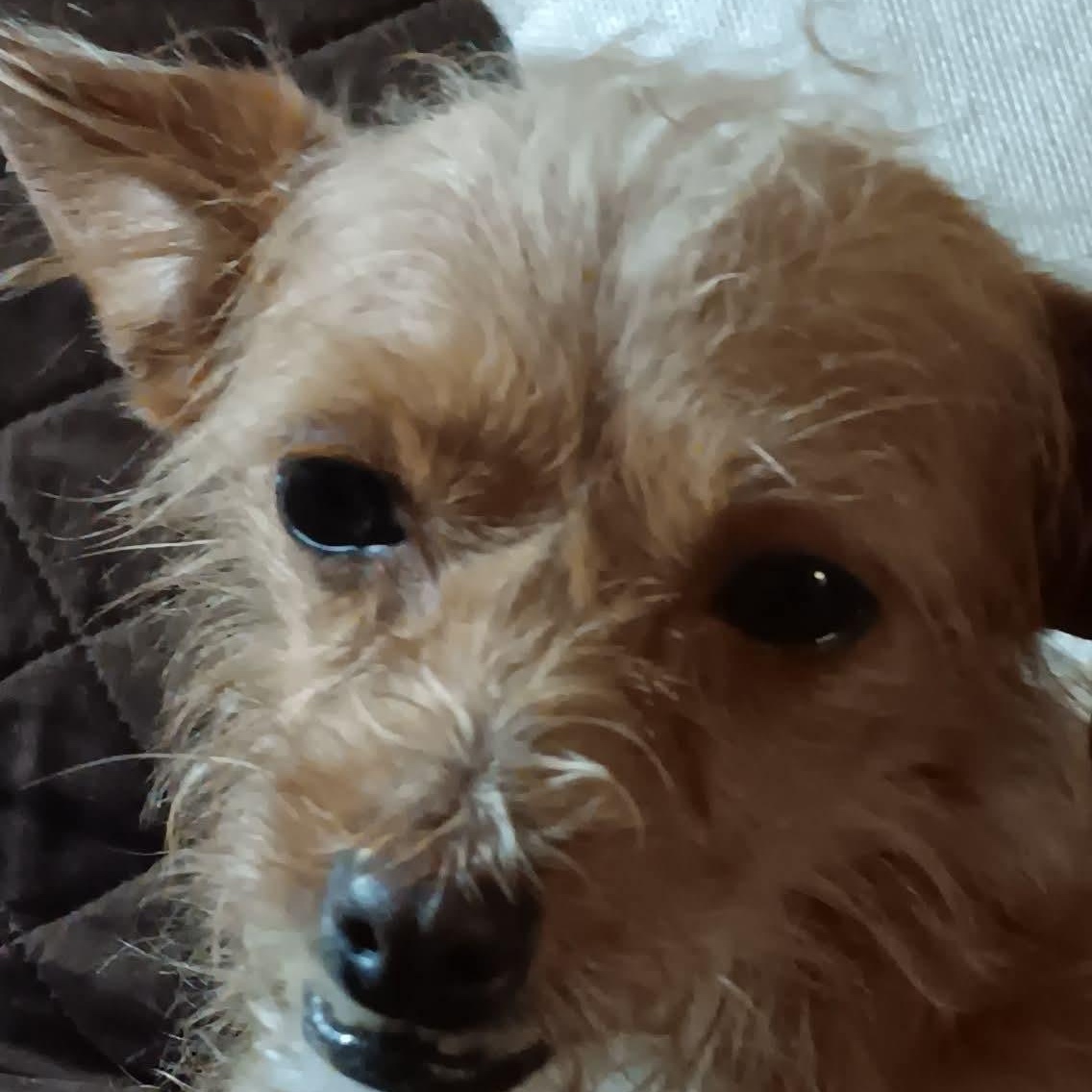 Daisy, a Adoptable mixed breed in Kentwood, MI image 3/3