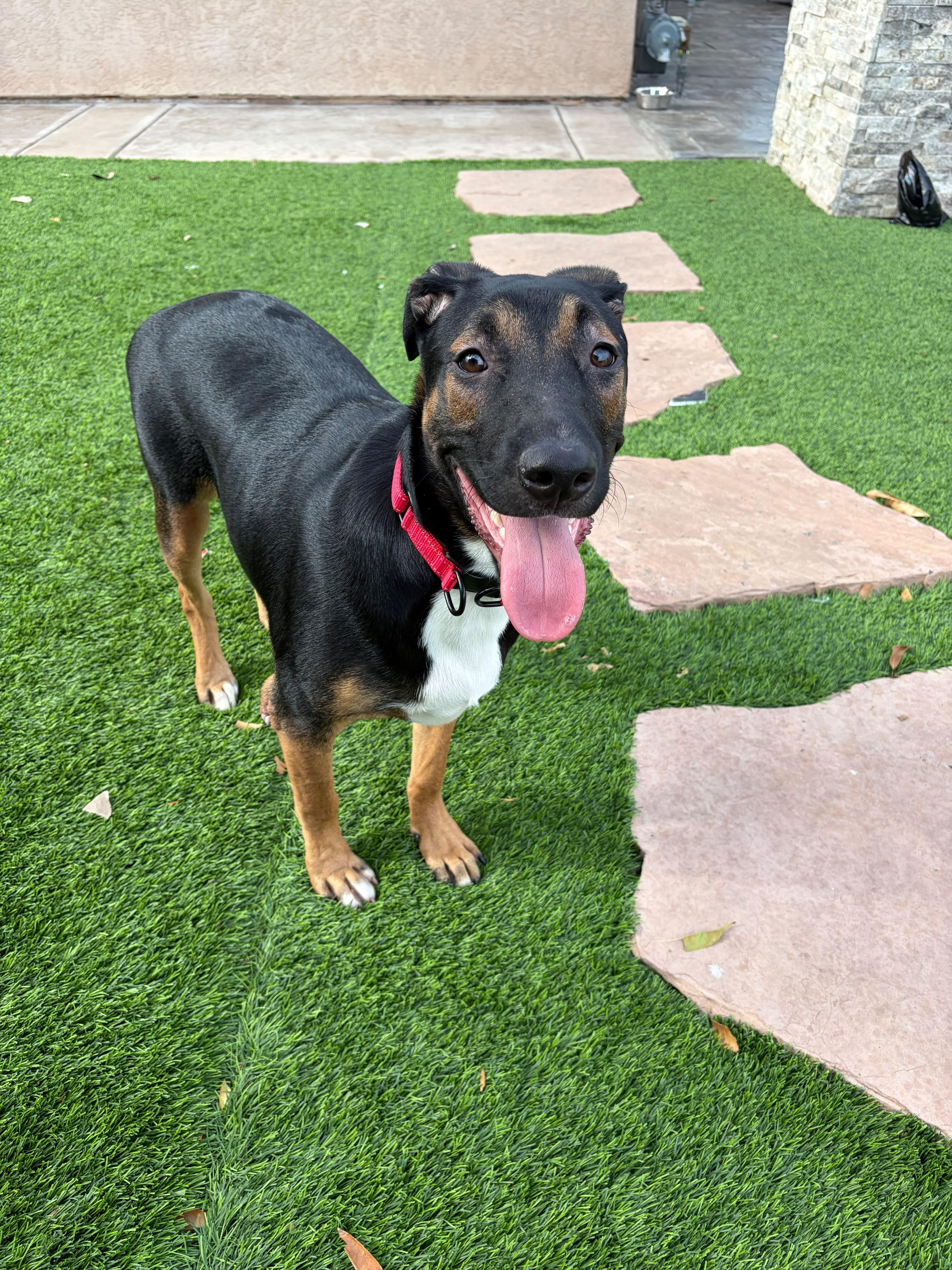 Archie, a ADOPTABLE mixed breed in Poway, CA image 3/4
