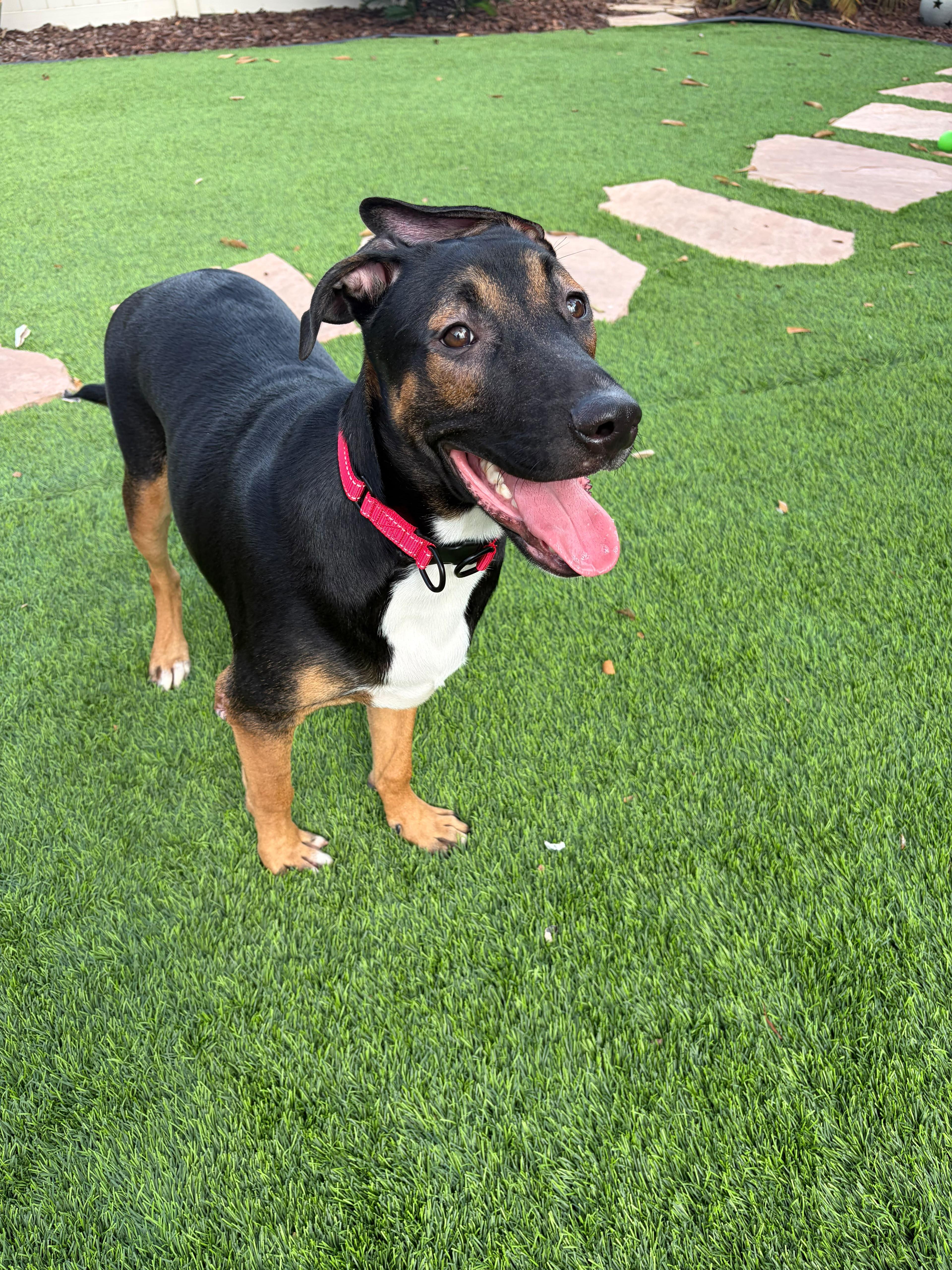 Archie, a ADOPTABLE mixed breed in Poway, CA image 1/4