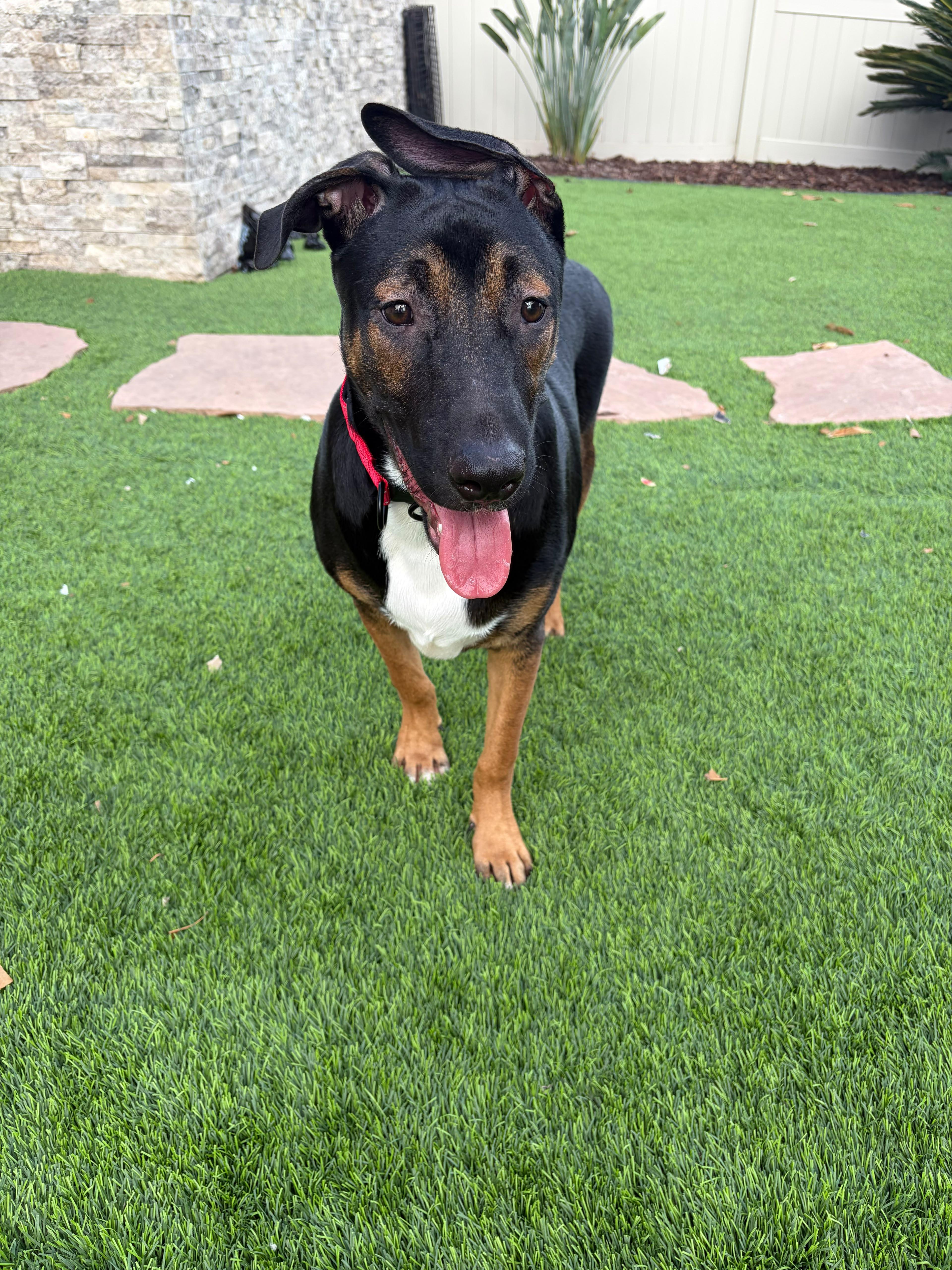Archie, a ADOPTABLE mixed breed in Poway, CA image 2/4