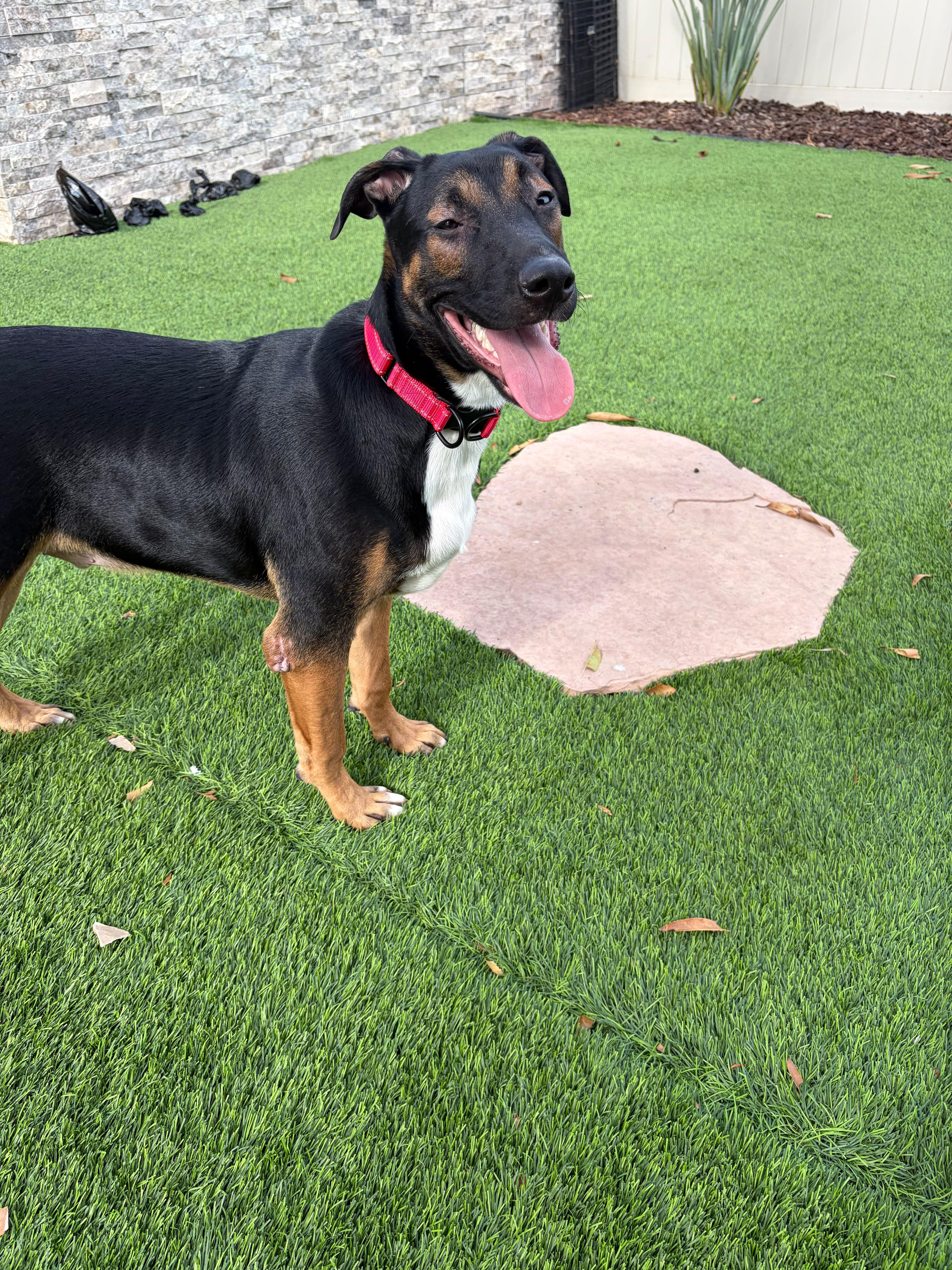 Archie, a ADOPTABLE mixed breed in Poway, CA image 4/4