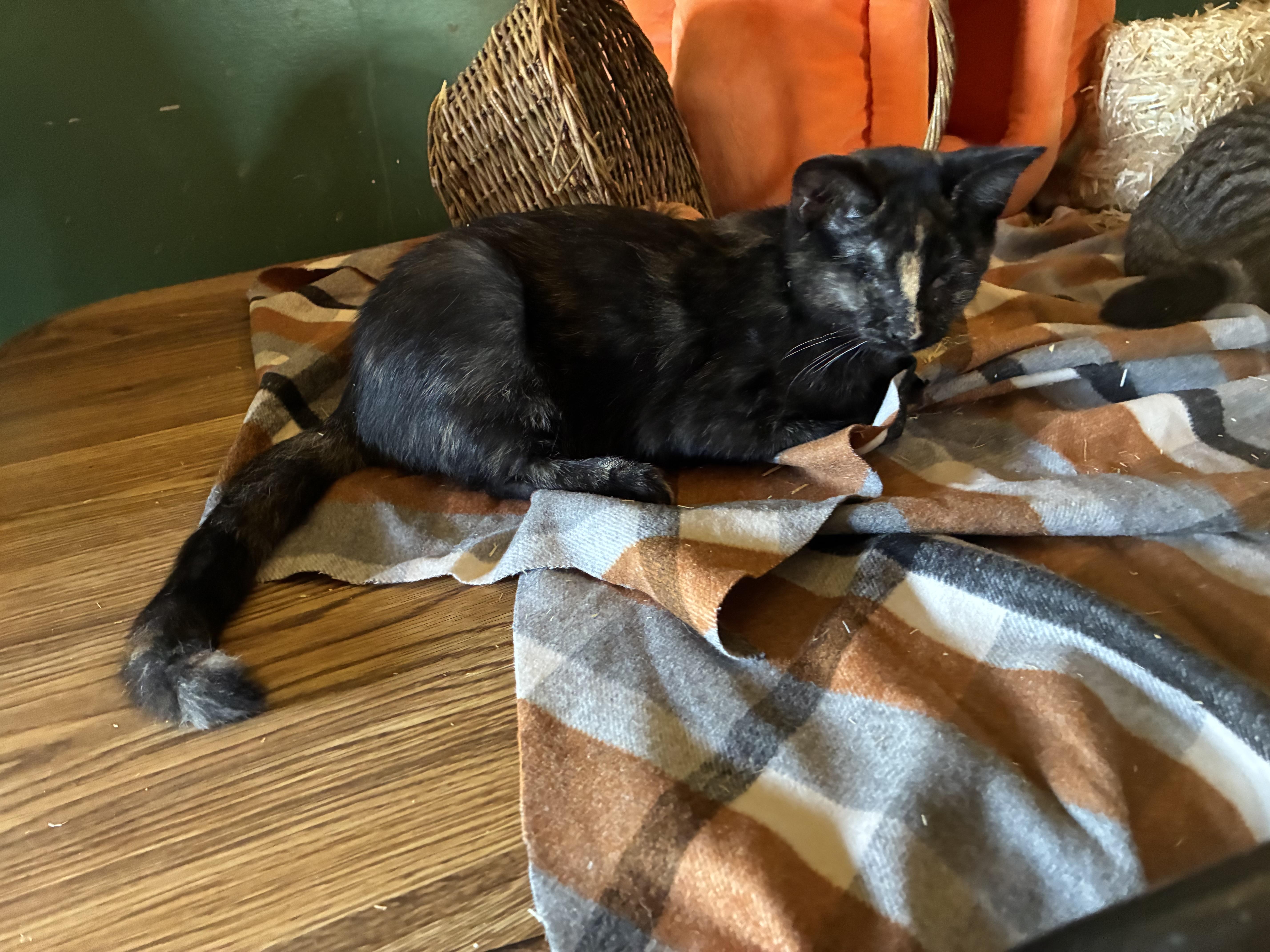 Enlarge Cecilia, a Adoptable Tortoiseshell in Newark valley, NY image 1/6