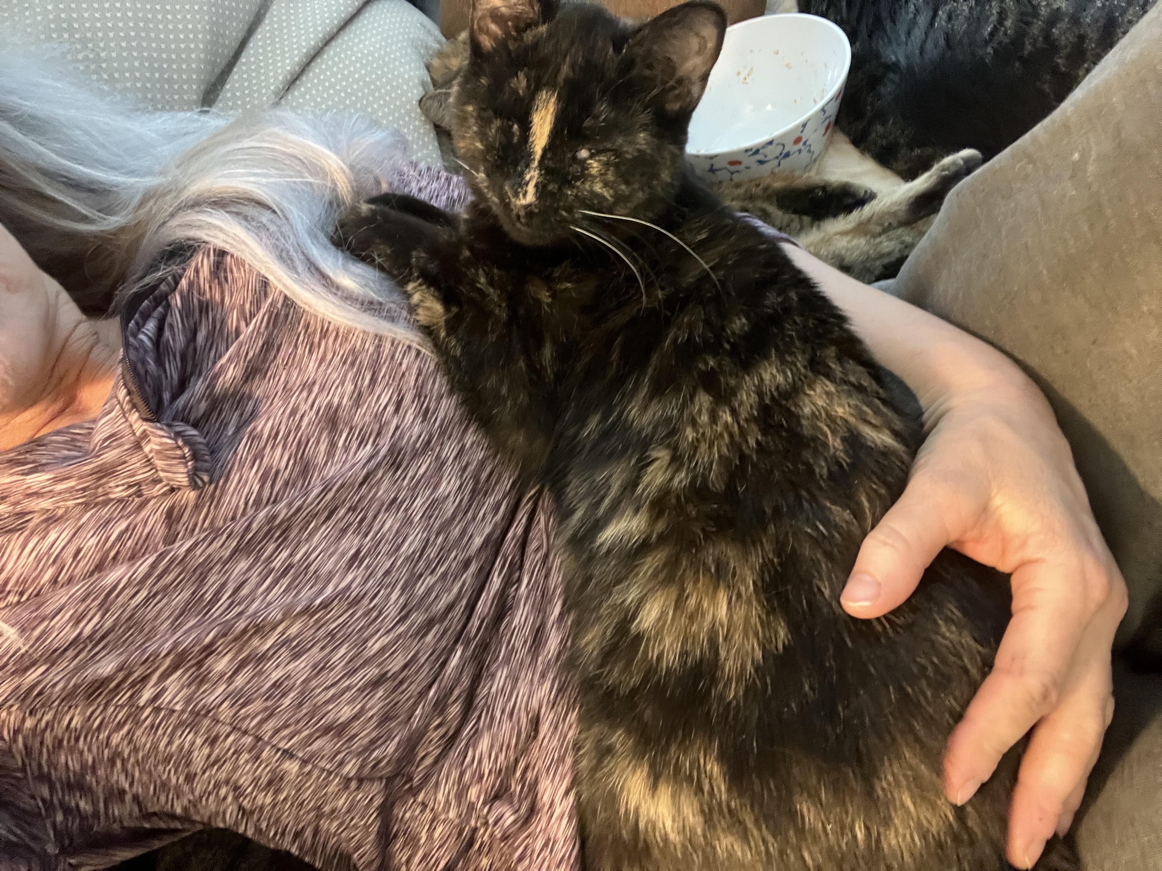 Enlarge Cecilia, a Adoptable Tortoiseshell in Newark valley, NY image 5/6