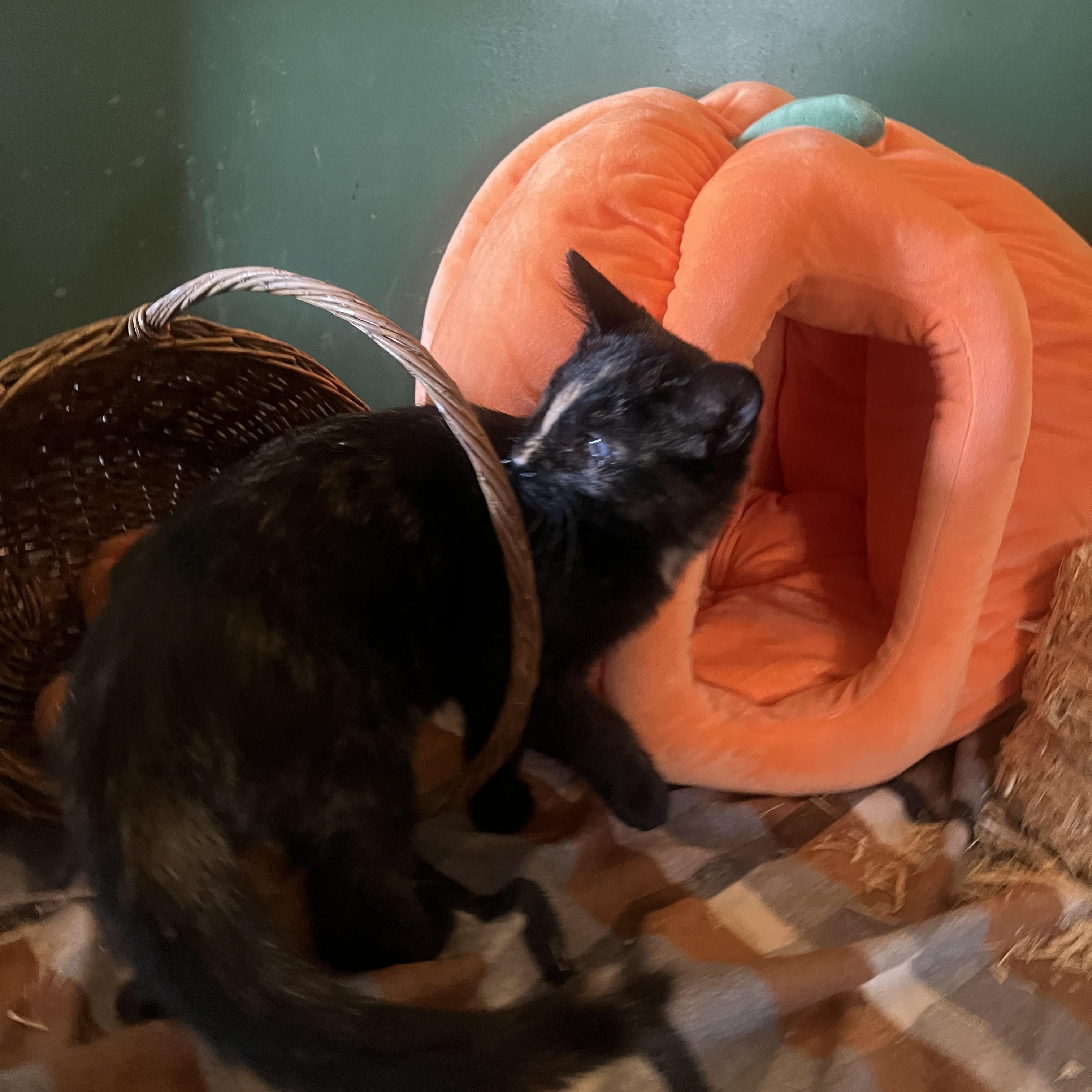 Enlarge Cecilia, a Adoptable Tortoiseshell in Newark valley, NY image 2/6