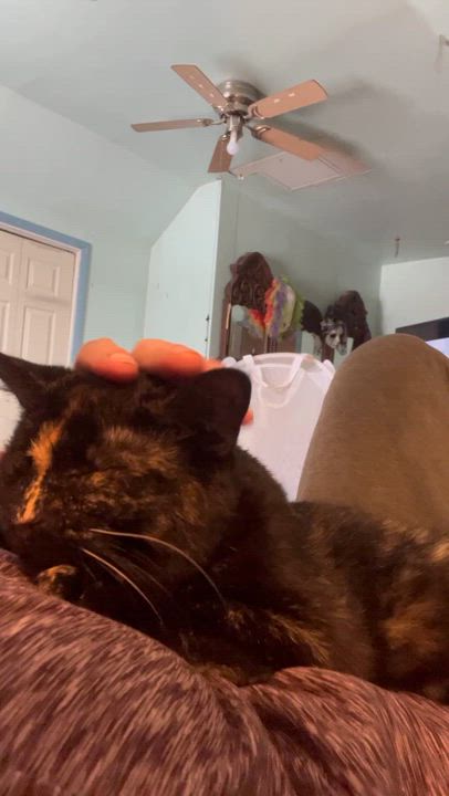 Enlarge Cecilia, a Adoptable Tortoiseshell in Newark valley, NY video 4/6