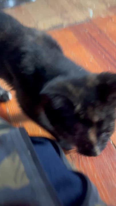 Enlarge Cecilia, a Adoptable Tortoiseshell in Newark valley, NY video 3/6