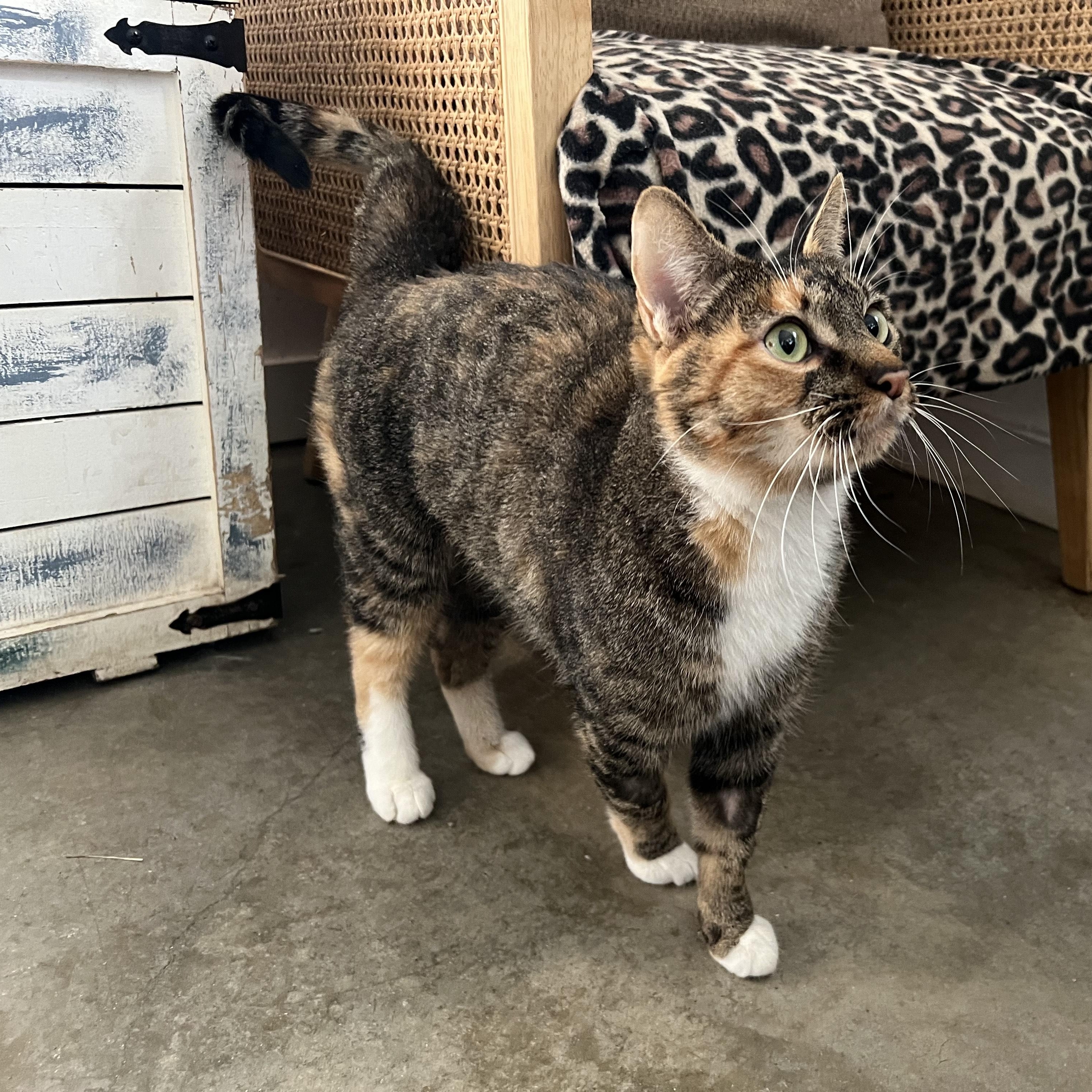 Luna, Adoptable, Young Female Domestic Short Hair.