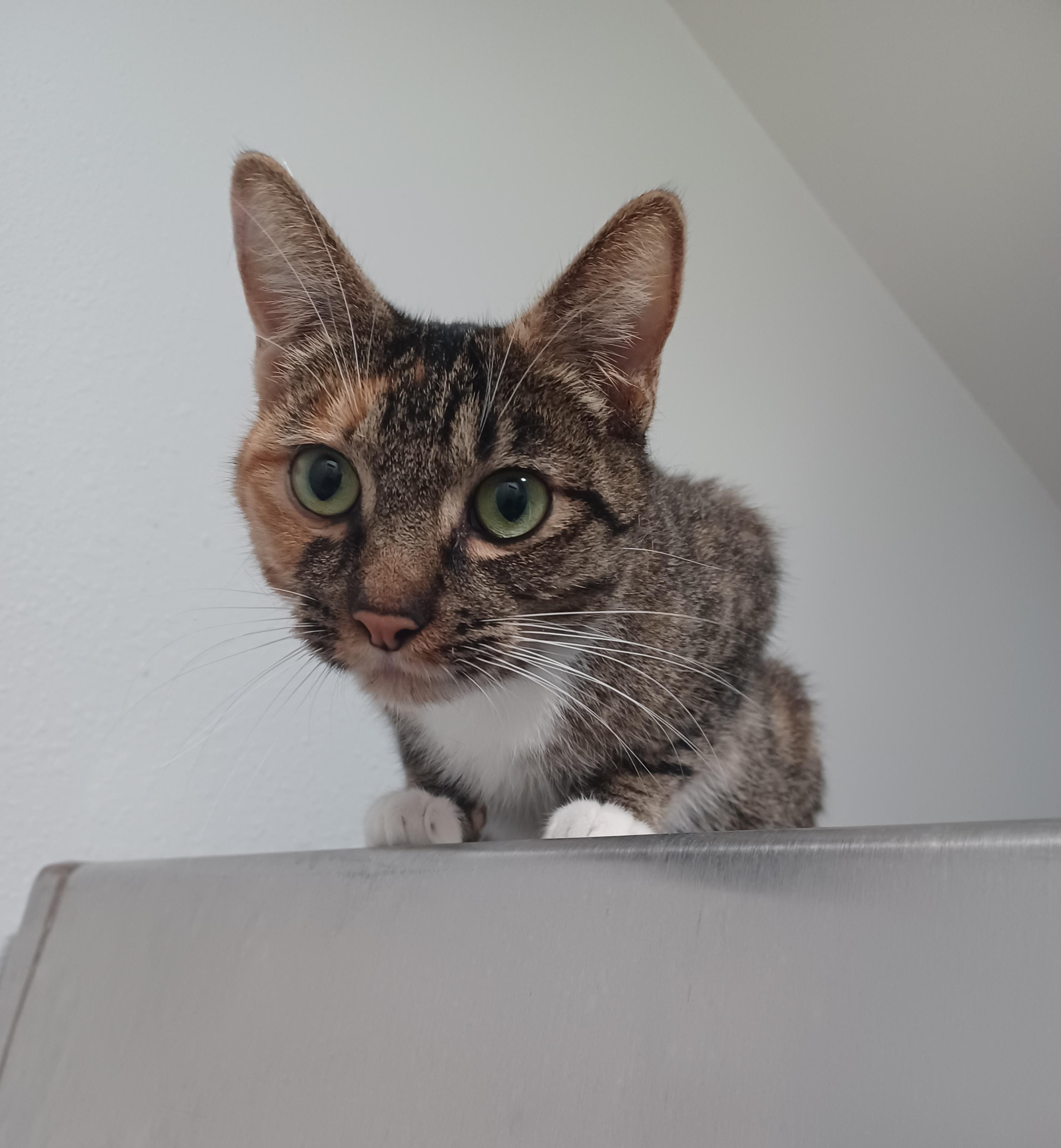 Luna, an adoptable Domestic Short Hair in Bonners Ferry, ID, 83805 | Photo Image 1