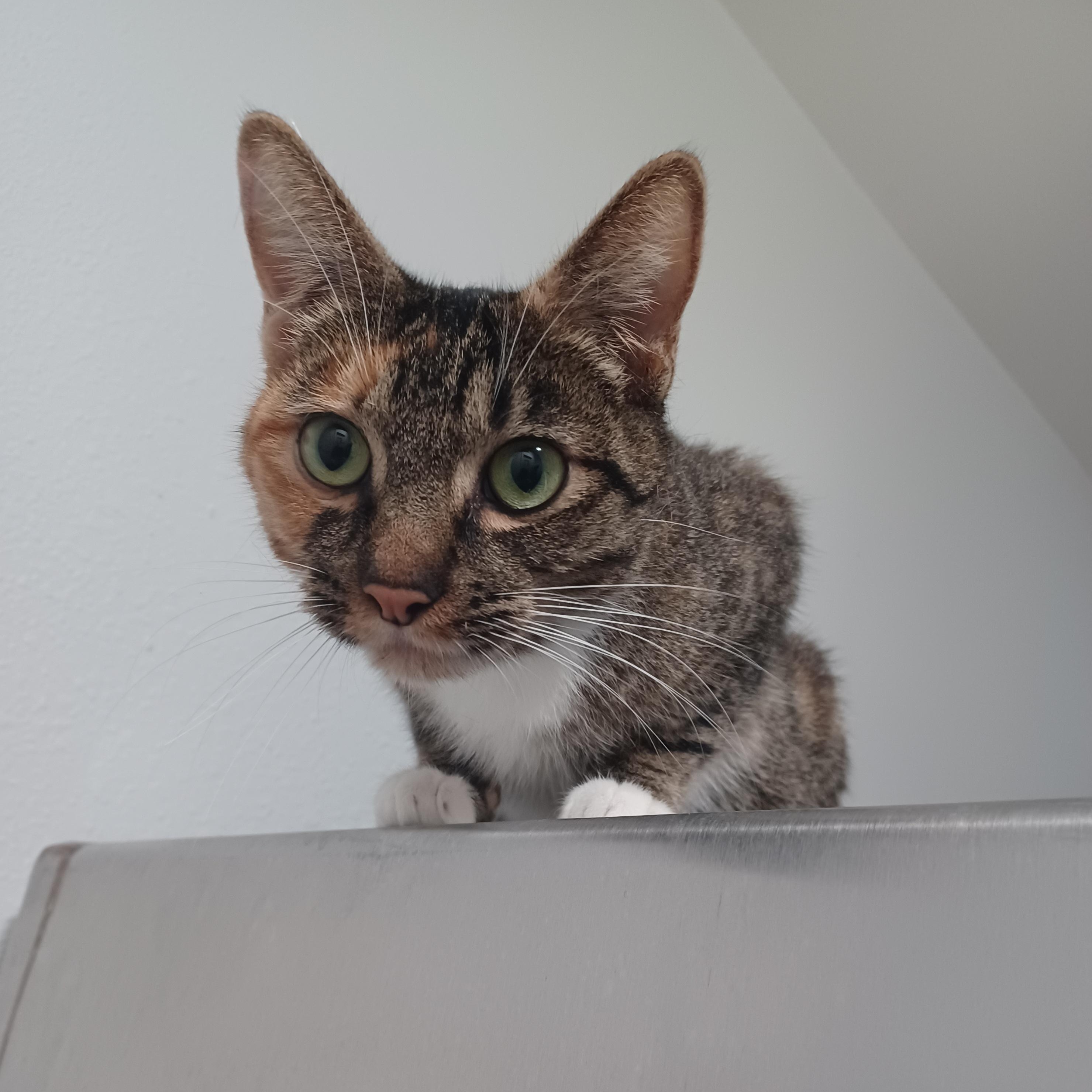 Luna, a Adoptable mixed breed in Bonners Ferry, ID image 2/2