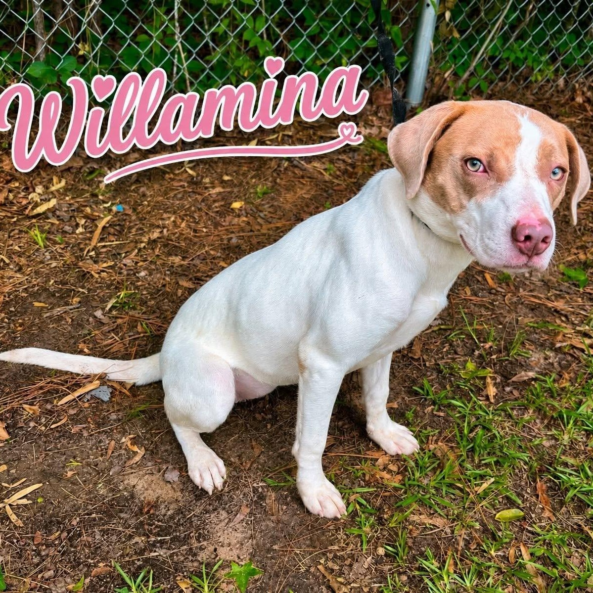 Enlarge Willamina, a Adoptable mixed breed in Winnfield, LA image 3/3
