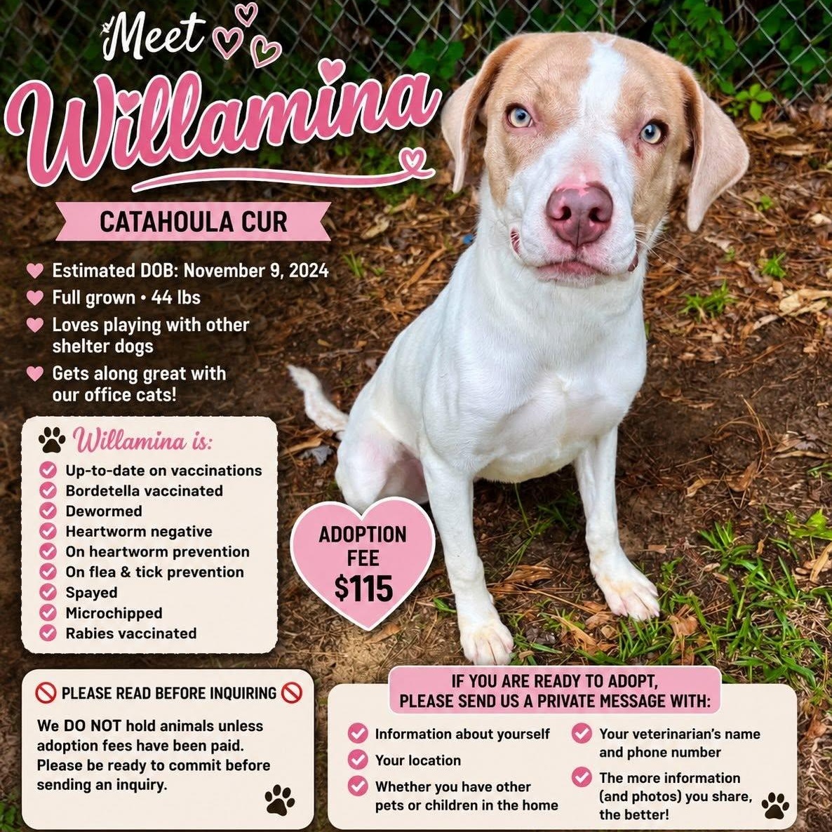 Enlarge Willamina, a Adoptable mixed breed in Winnfield, LA image 2/3
