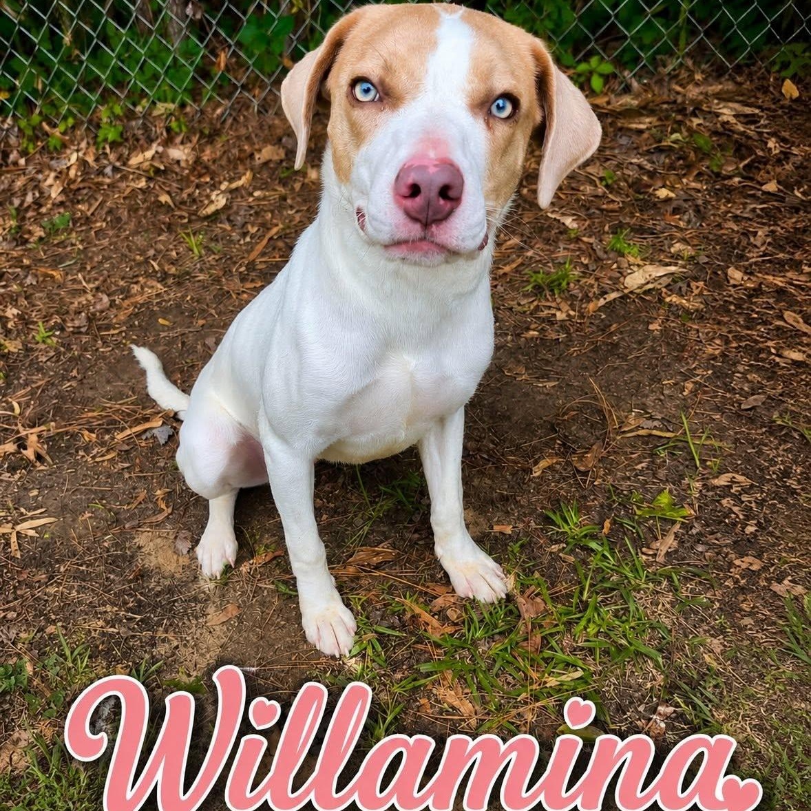 Willamina, Adoptable, Adult Female Catahoula Leopard Dog & Terrier.