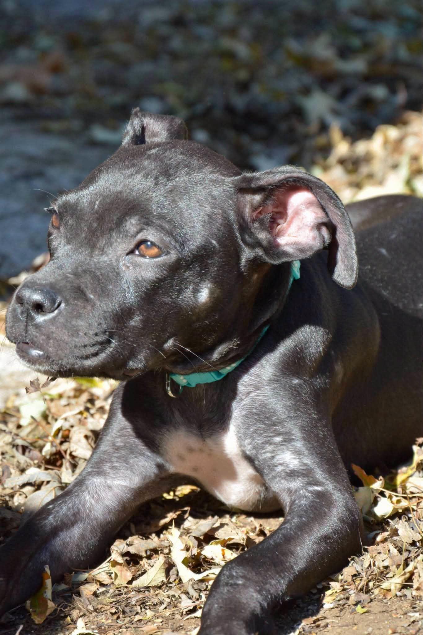 Enlarge Thelma, a Adoptable Mixed Breed in Beloit, WI image 1/6