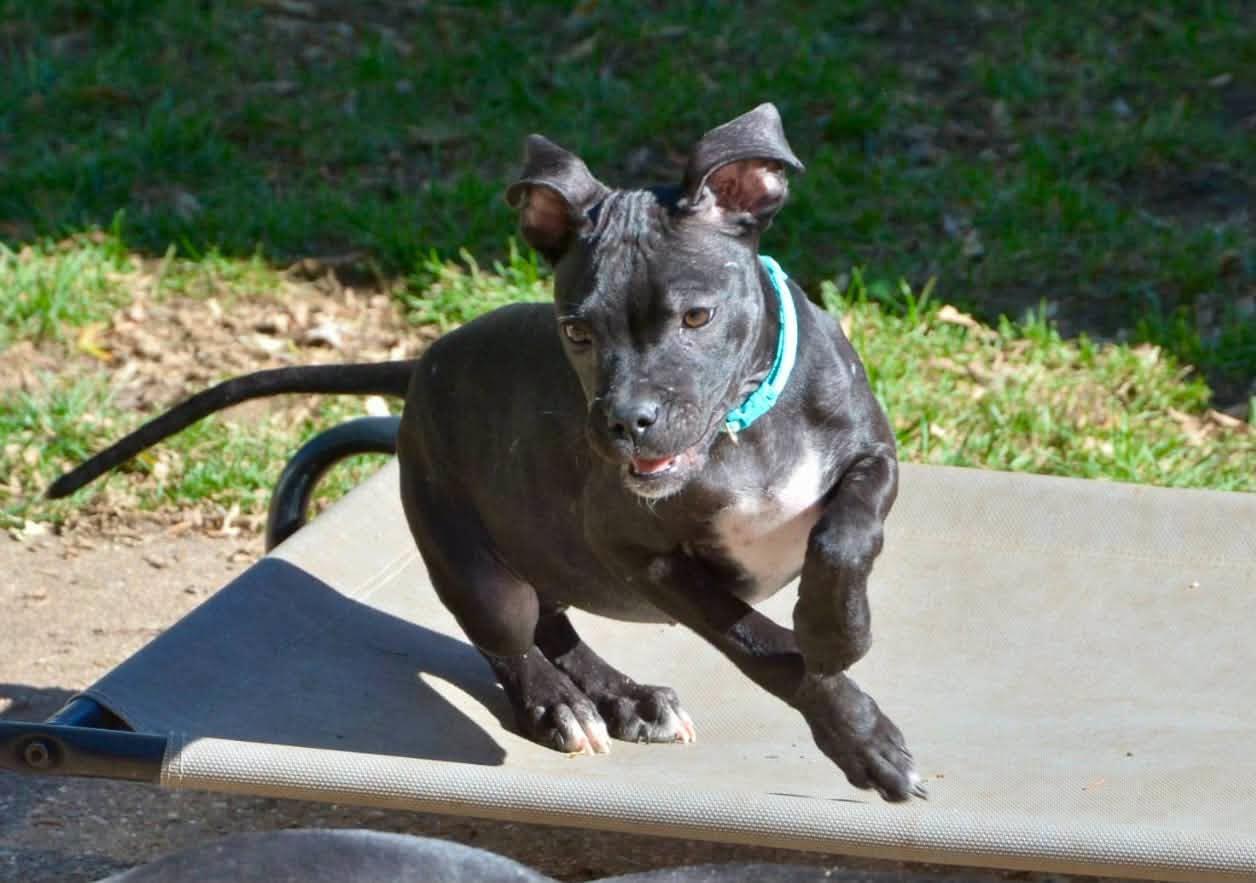 Enlarge Thelma, a Adoptable Mixed Breed in Beloit, WI image 2/6