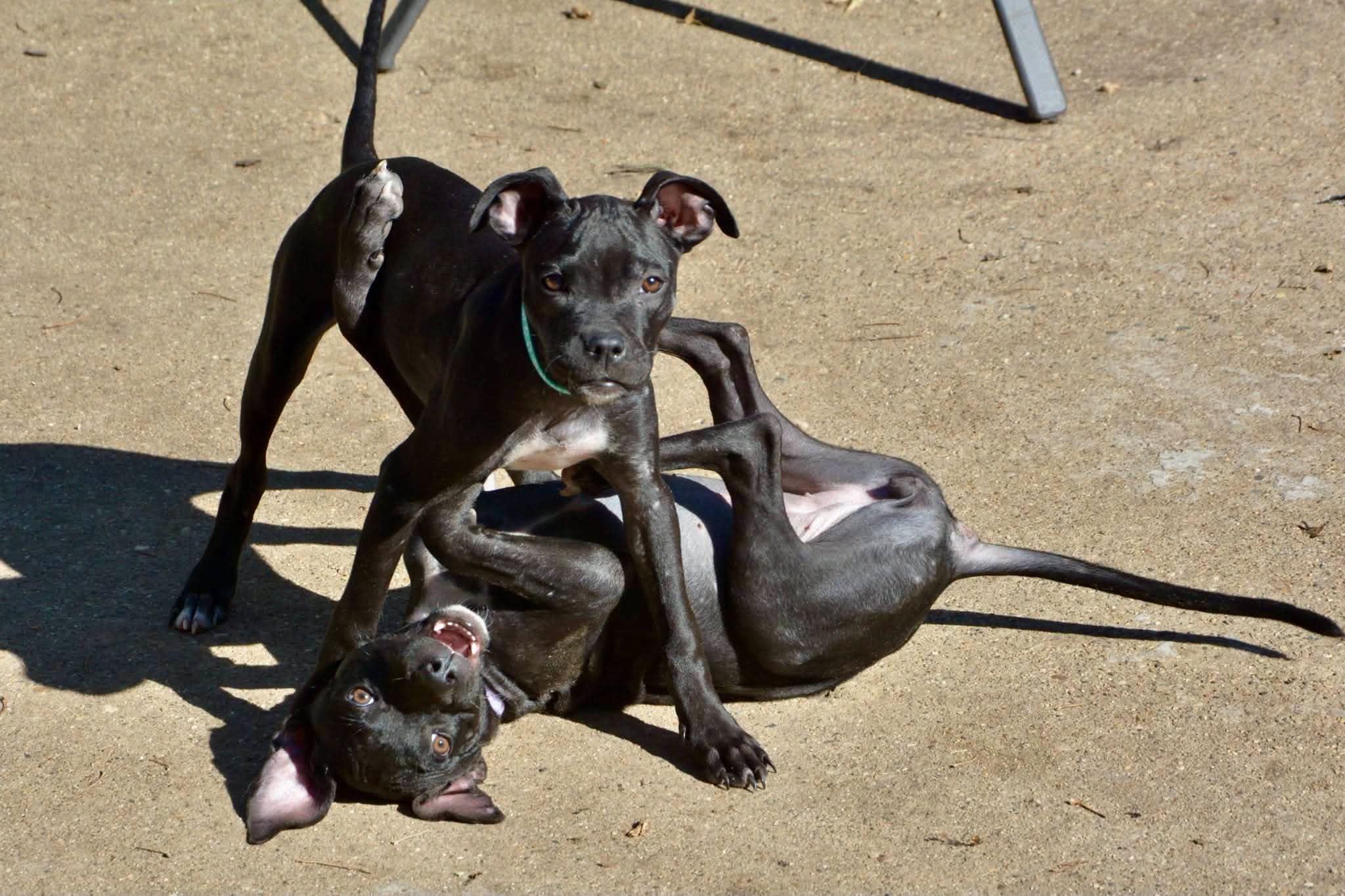 Enlarge Thelma, a Adoptable Mixed Breed in Beloit, WI image 5/6
