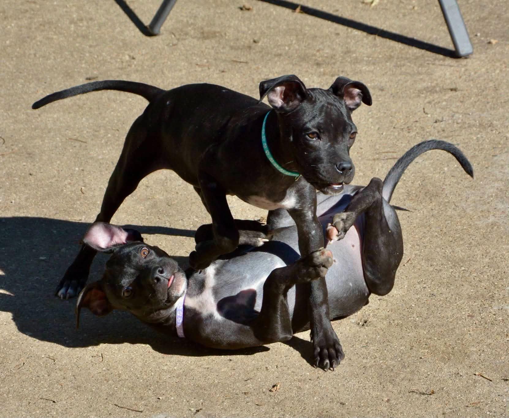 Enlarge Thelma, a Adoptable Mixed Breed in Beloit, WI image 6/6
