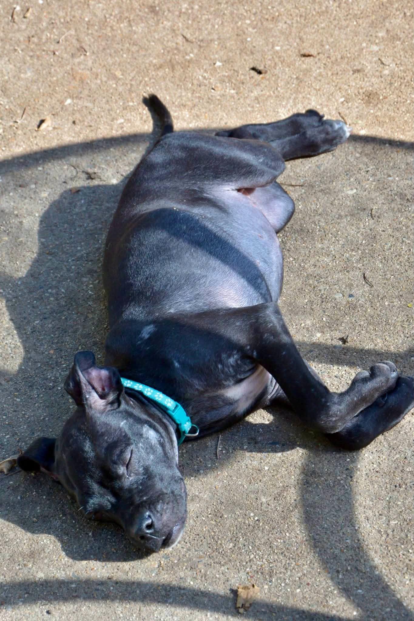 Enlarge Thelma, a Adoptable Mixed Breed in Beloit, WI image 4/6