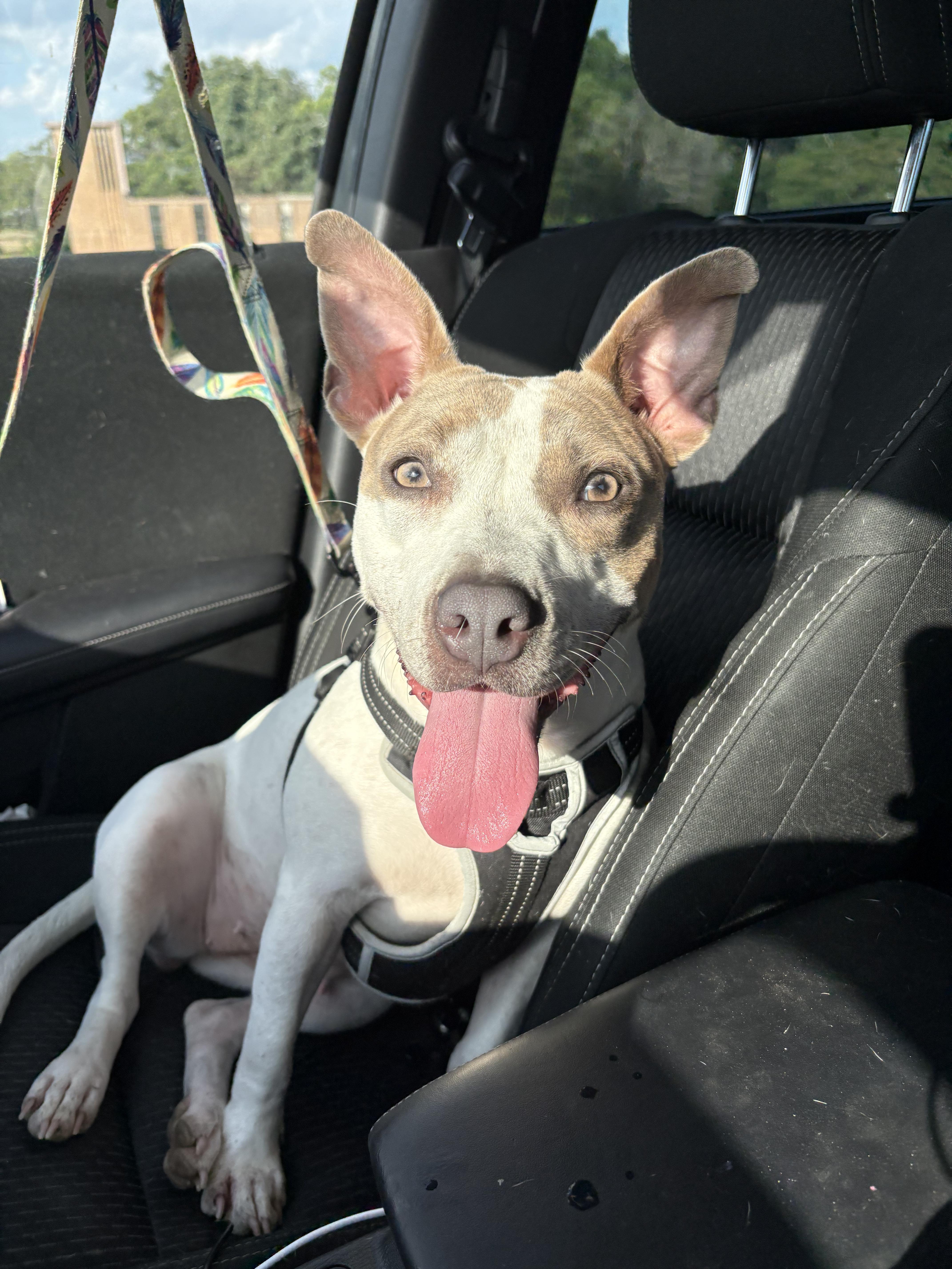 Fig, ADOPTABLE, Young Female Pit Bull Terrier & Jack Russell Terrier.