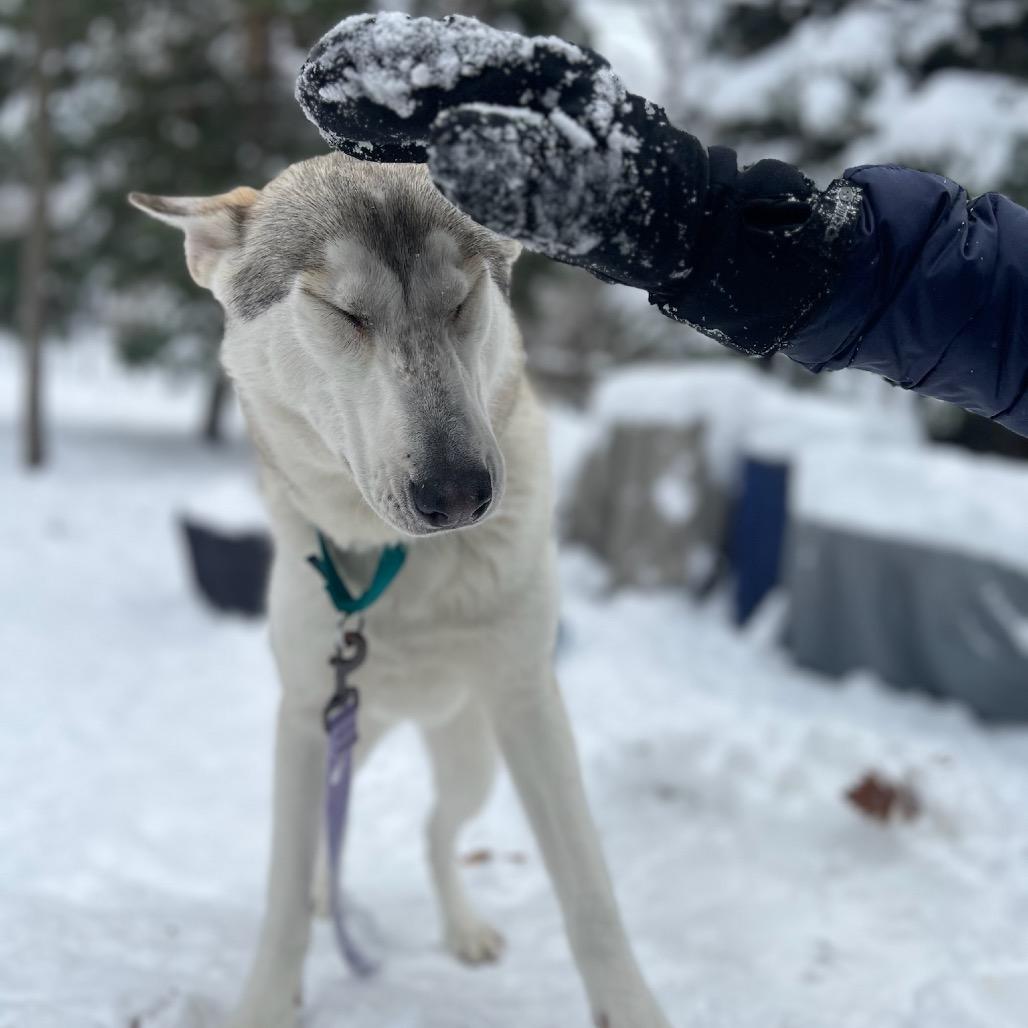 Tundra, Adoptable, Young Female Husky & Mixed Breed.