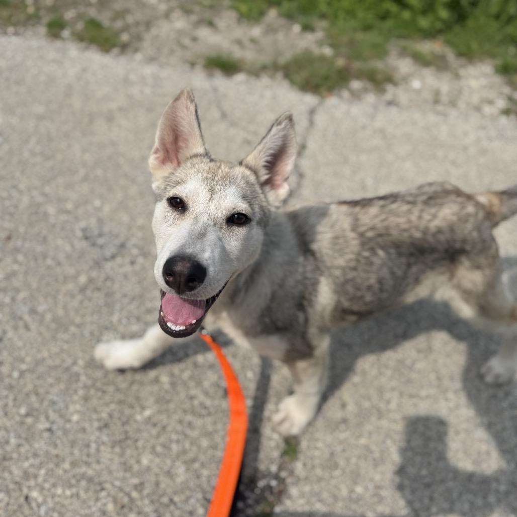 Tundra, Adoptable, Young Female Husky & Mixed Breed.