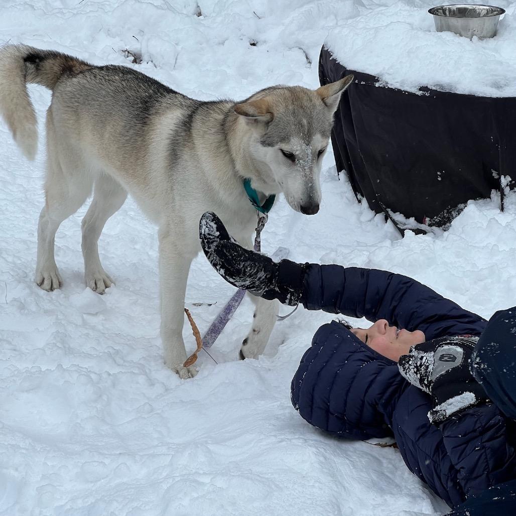 Tundra, Adoptable, Young Female Husky & Mixed Breed.