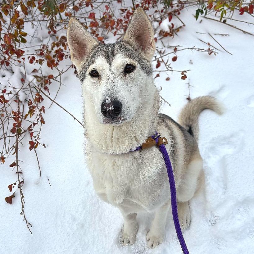 Enlarge Tundra, a Adoptable mixed breed in Skokie, IL image 2/6