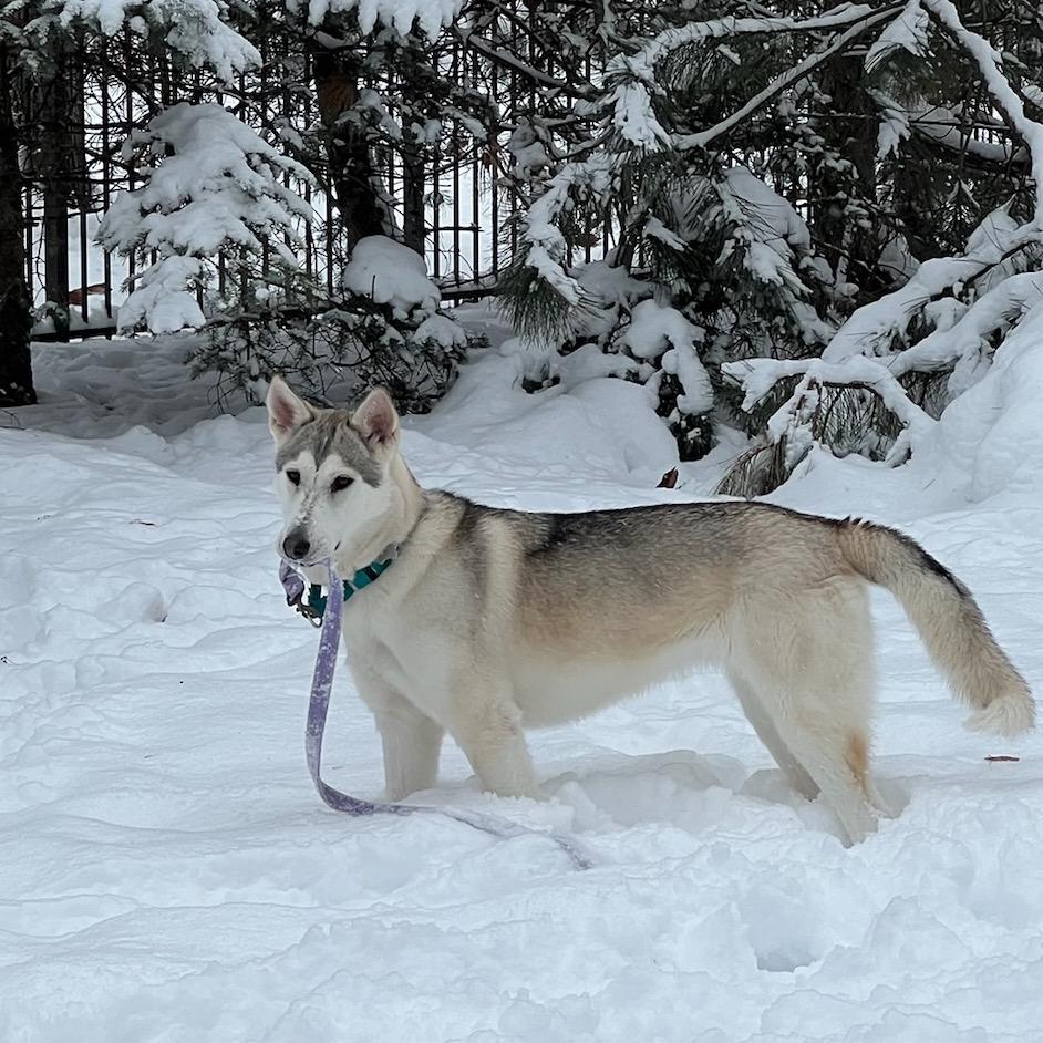 Enlarge Tundra, a Adoptable mixed breed in Skokie, IL image 4/6