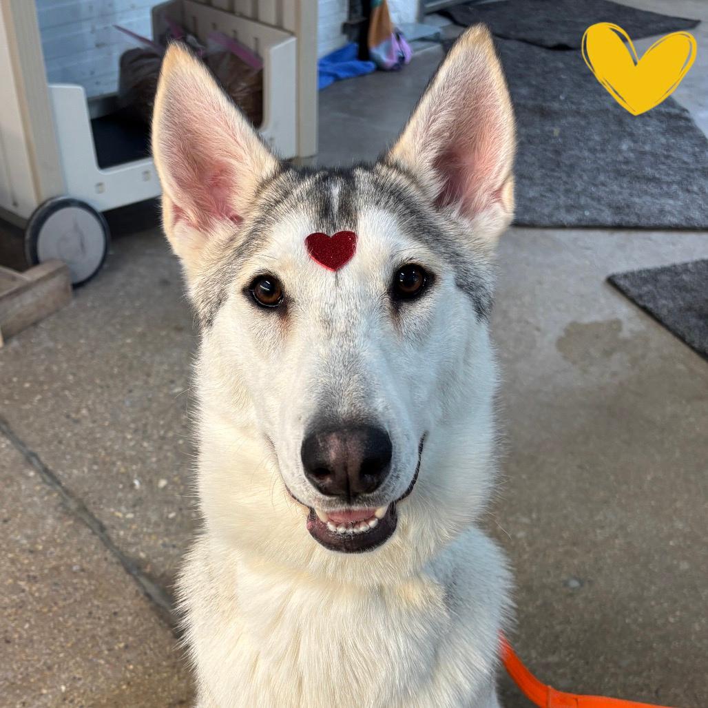 Enlarge Tundra, a Adoptable mixed breed in Skokie, IL image 4/6