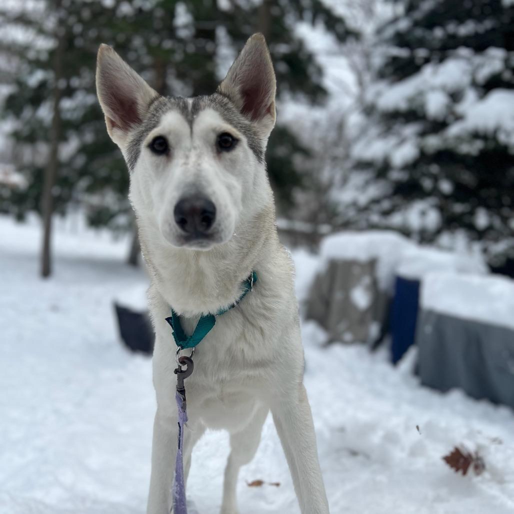 Enlarge Tundra, a Adoptable mixed breed in Skokie, IL image 5/6