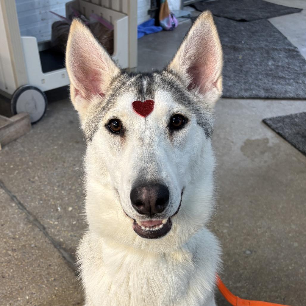 Tundra, a Adoptable mixed breed in Skokie, IL image 5/6