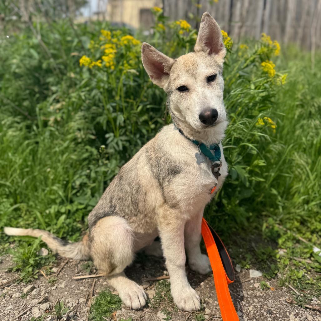 Enlarge Tundra, a Adoptable mixed breed in Skokie, IL image 4/6
