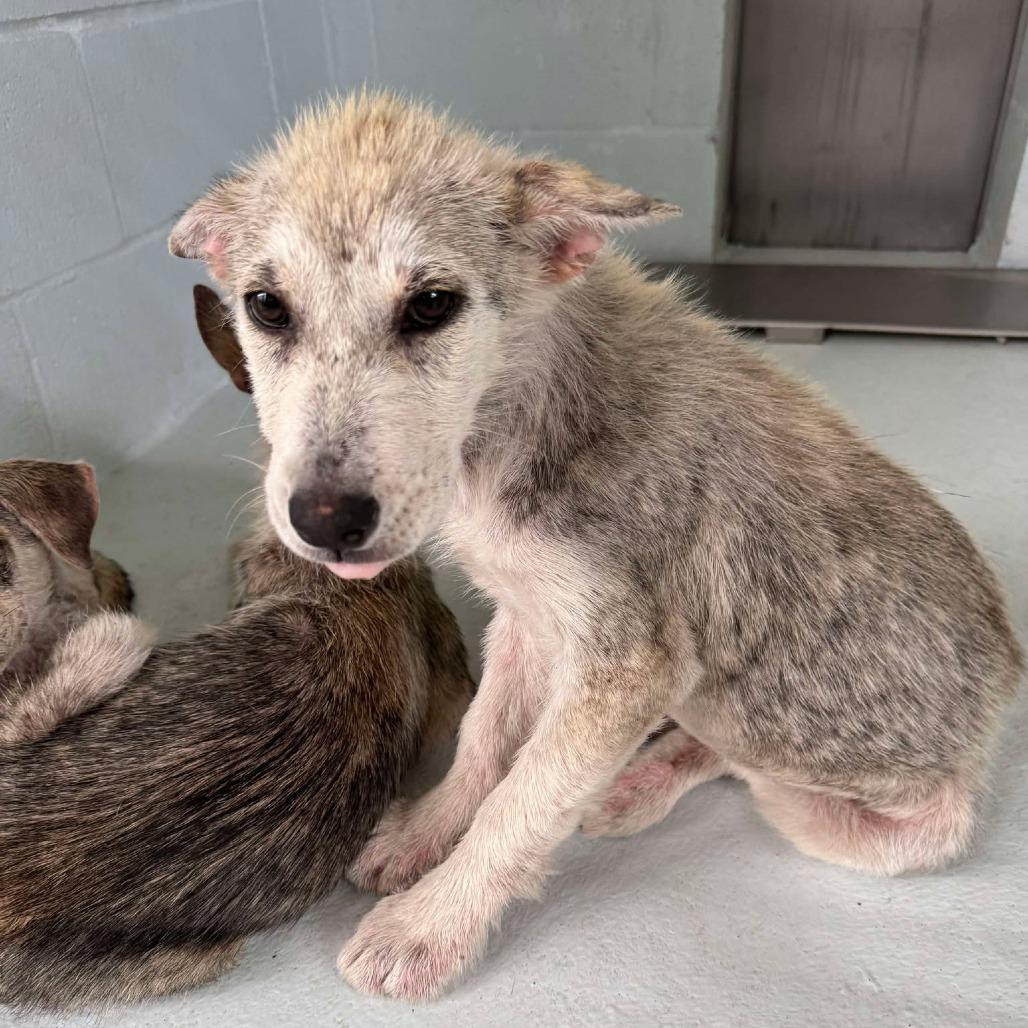 Enlarge Tundra, a Adoptable mixed breed in Skokie, IL image 5/6