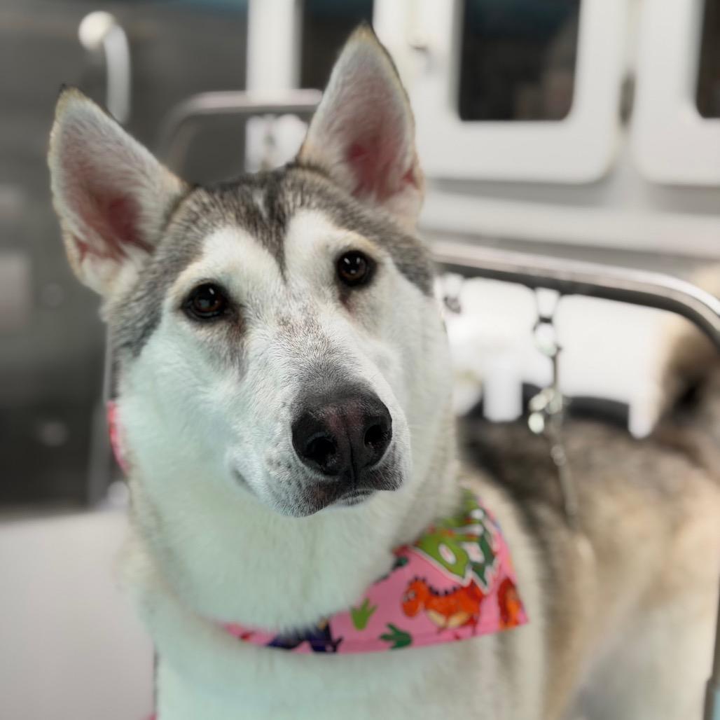 Enlarge Tundra, a Adoptable mixed breed in Skokie, IL image 6/6