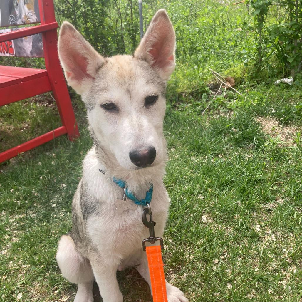 Enlarge Tundra, a Adoptable mixed breed in Skokie, IL image 6/6