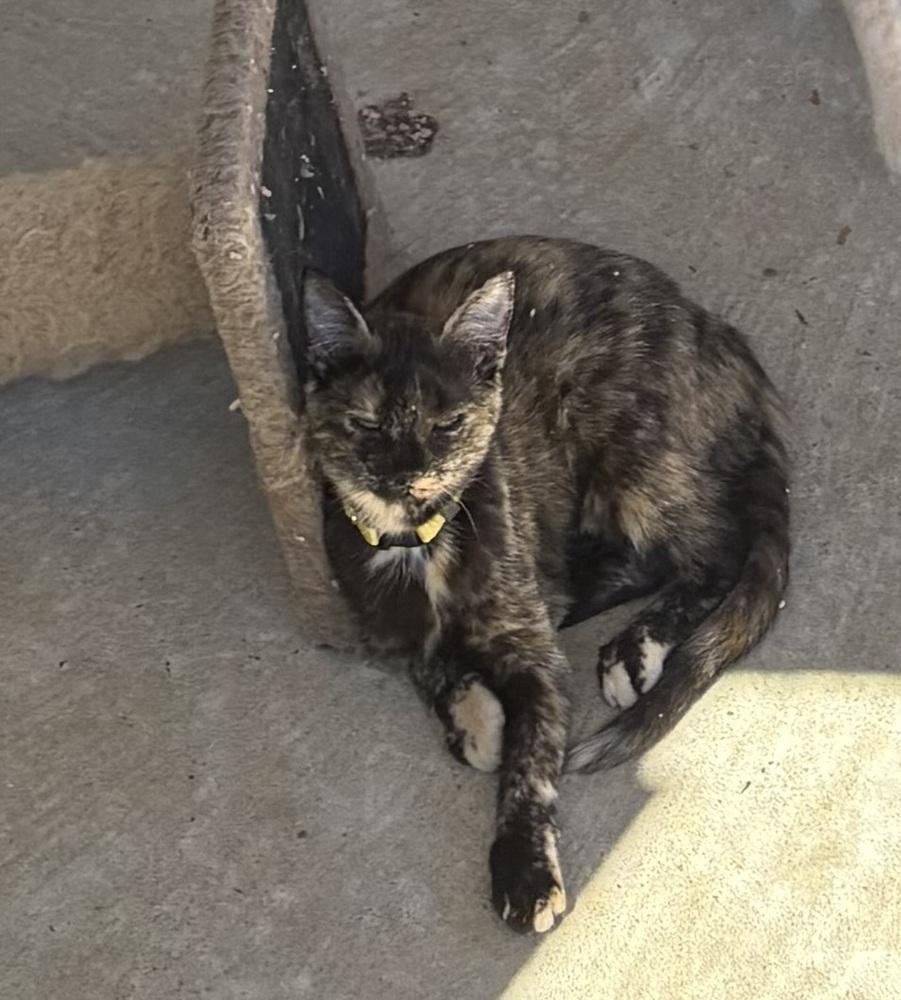 Sage, Adopted, Kitten Female Domestic Short Hair.